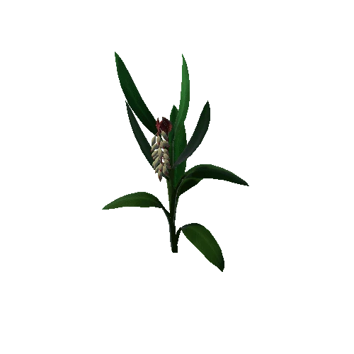 Flower_Alpinia zerumbet4 1